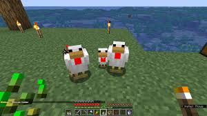 Best Seeds for Chicken Jockeys